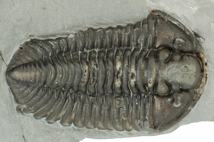 Calymene Niagarensis Trilobite Fossil - New York #232081